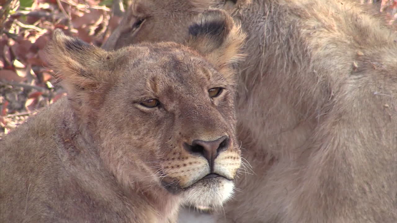 león joven descansando en la sombra de arena acostado de lado