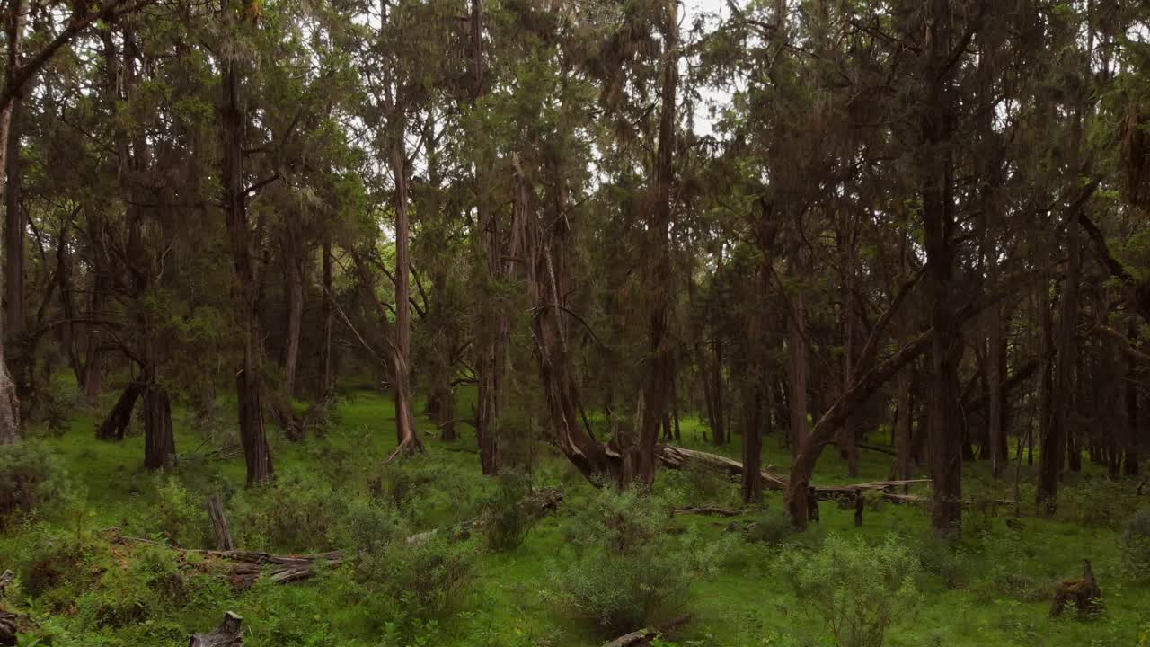 un bosque verde y exuberante en las laderas del monte kenia