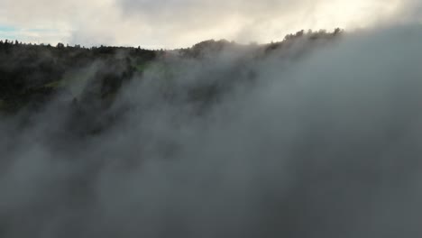 una escena impresionante de madrugada que muestra una densa niebla que envuelve un bosque, creando una atmósfera misteriosa y serena con una luz suave filtrándose a través del aire brumoso