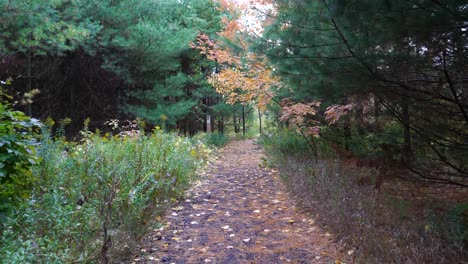 Punto-De-Vista-Caminando-Por-Senderos-Boscosos---Aventura-De-Otoño