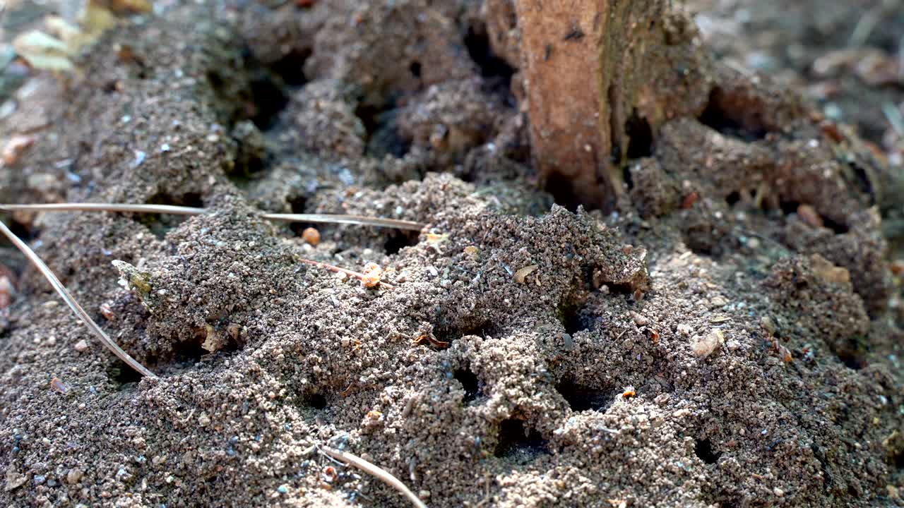 vida de insectos, insectos negros en el suelo. imágenes macro de insectos. temporada de lluvias e insectos negros. hormigas por el hormiguero a pie, enfoque selectivo. hormigas negras en el suelo