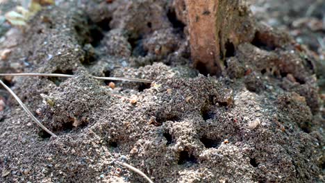 insect life, black insects on the ground. macro footage of insects. rainy season and black insects. ants by the anthill at walk, selective focus. black ants on the ground.