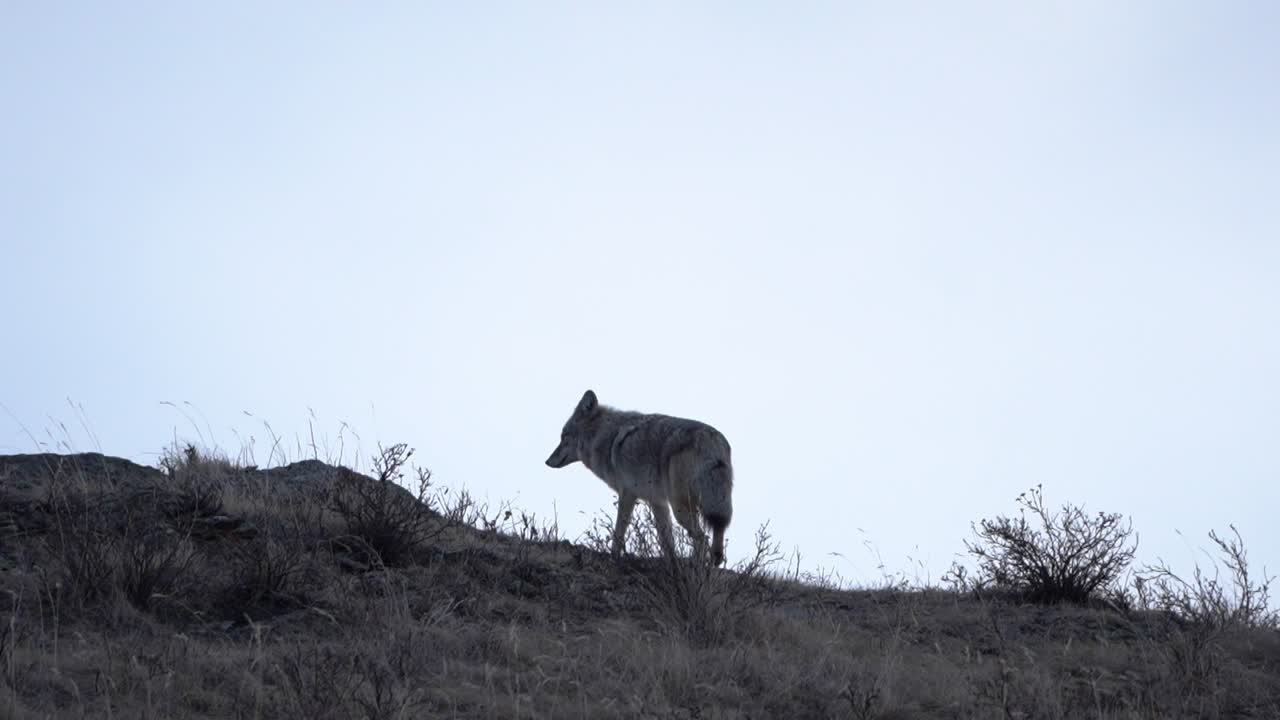 Coyote walking in slow motion looking for a prey