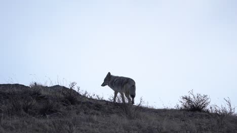 coyote walking in slow motion looking for a prey