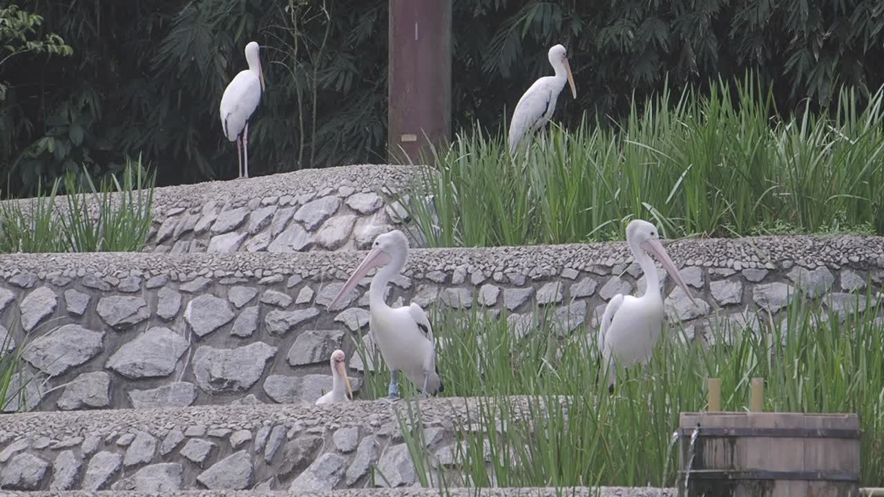 White Pelicans and Other Birds in a Natural Enclosure