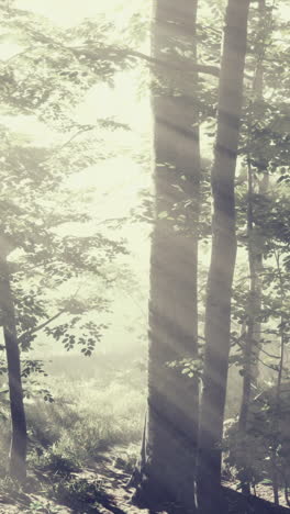 sunlight filtering through a foggy forest