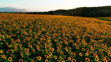 impresionantes imágenes de drones de 4k de una hermosa puesta de sol sobre un gran campo de girasol dorado en el campo