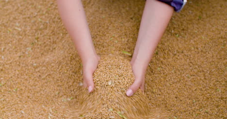 wheat grains in farmer hands agriculture 5