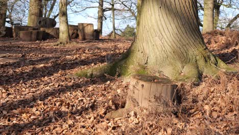 Ein-Eichhörnchen,-Das-Am-Fuß-Eines-Baumes-Frisst,-Bevor-Es-Davonläuft