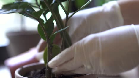 mujer cuidando una planta de interior