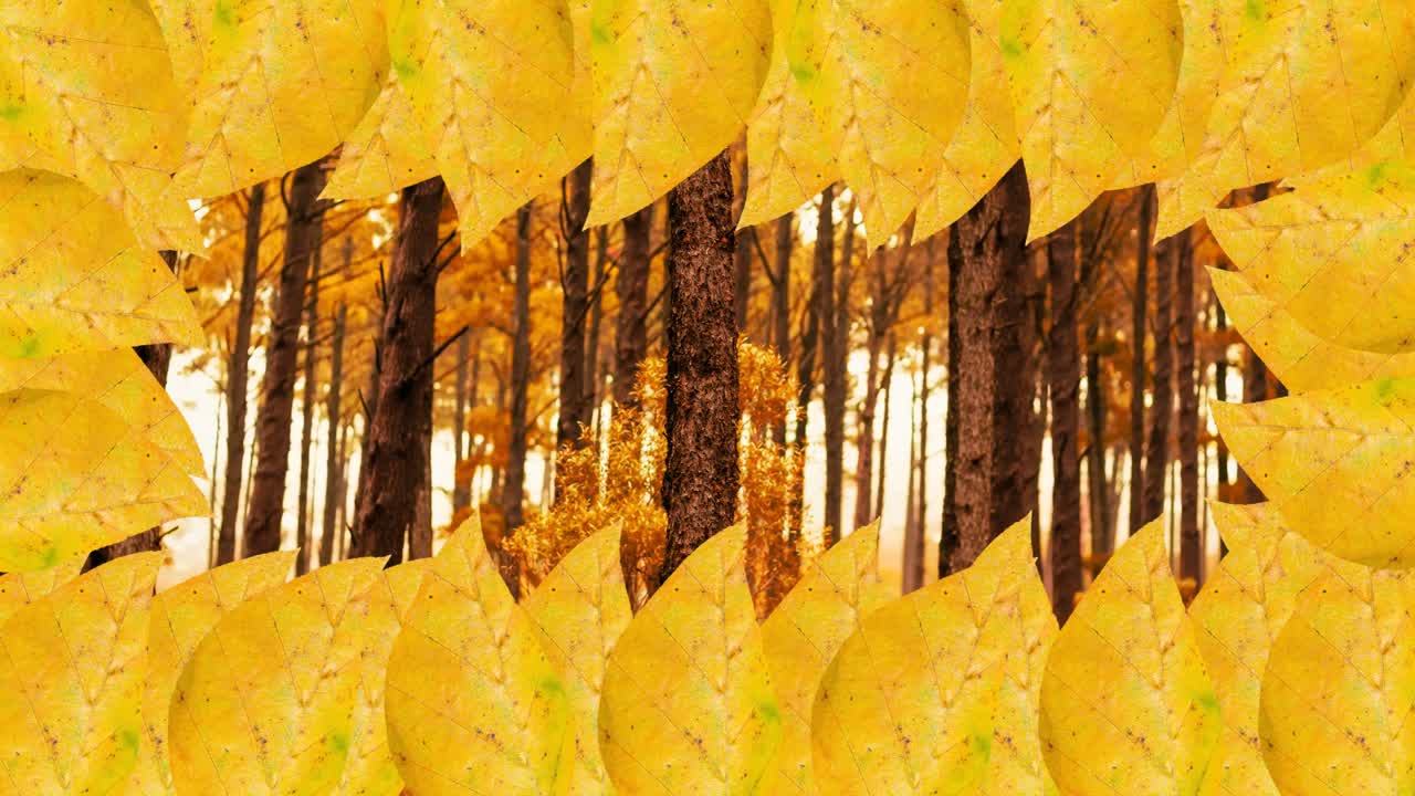 animación del marco de las hojas de otoño sobre el fondo del bosque de otoño