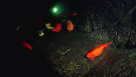 vista submarina de peces koi naranja y rojo en un estanque por la noche