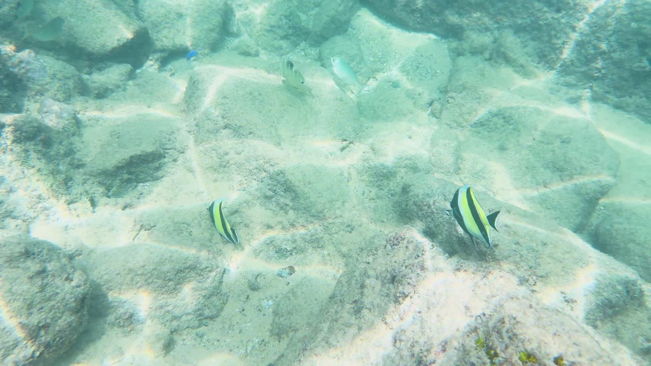 Vibrant fish swim among rocks in clear waters at Laem Singh Beach, Phuket. Sunlight creates dynamic patterns on the sandy ocean floor