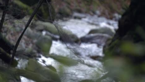 Close-Up-of-thorn-branches-with-winter-river-flowing-through-mossy-rocks-in-the-background---SLOMO---RACK-FOCUS