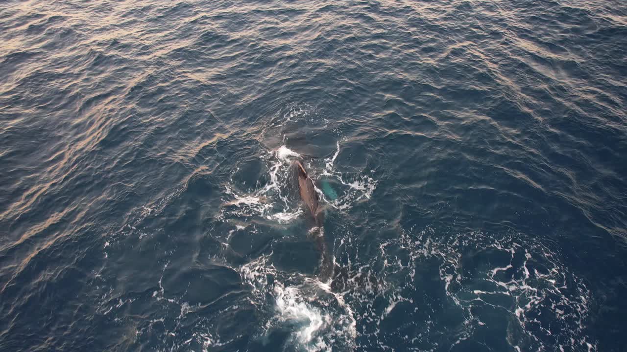 Humpback Whale Spinning With Fluke Flapping And Blowing Water In The Ocean In New South Wales, Australia