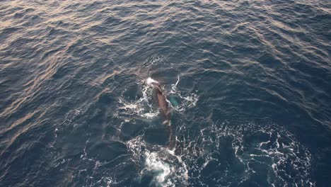 ballena jorobada girando con aletas y soplando agua en el océano en nueva gales del sur, australia