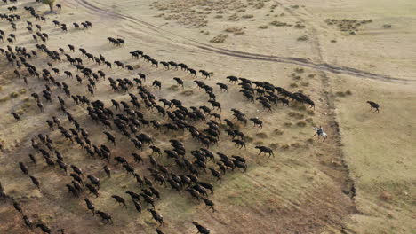 -Herd-Of-Domestic-Cattle-Strutting-Back-Home-With-The-Herdsman-At-The-Rear-In-Kayseri,-Cappadocia,-Turkey