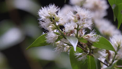 a lovely white lemon mrytle flower with black ants running on it - close up shot