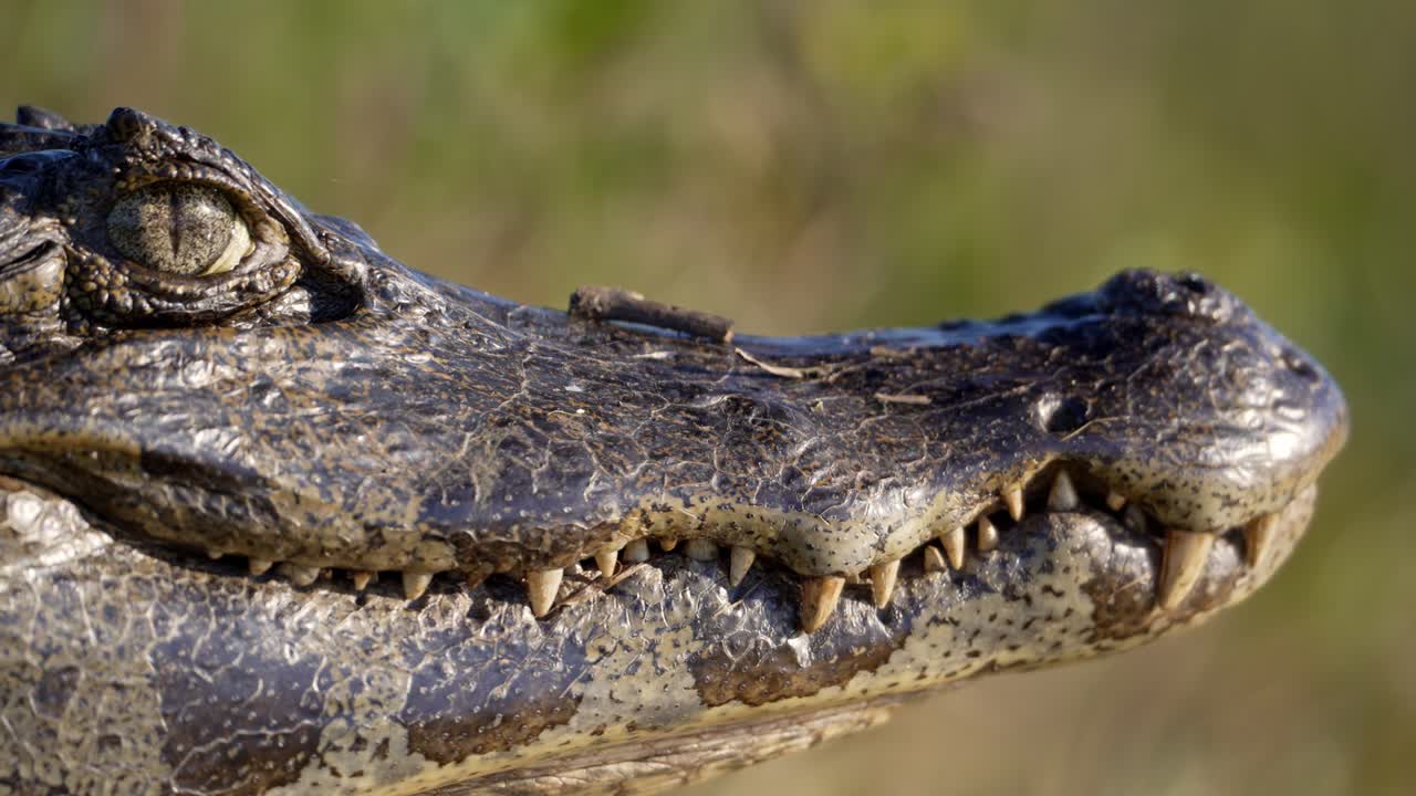 Sharp close-up side profile of a Yacare Caiman head showing detailed scales and teeth, illuminated by natural sunlight, in its wetland habitat in northern Argentina