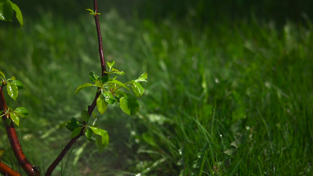 Small green plant with thin branches stands in the left foreground above a soft blurred field of fresh grass, shown in natural daylight with a clean outdoor