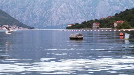 A-seagull-flying-above-the-Kotor-bay,-Montenegro,-landing-and-sitting-on-a-grey-plastic-keg-floating-on-the-water-with-other-plastic-kegs-around,-steep-hills-and-houses-in-the-background,-static-4K