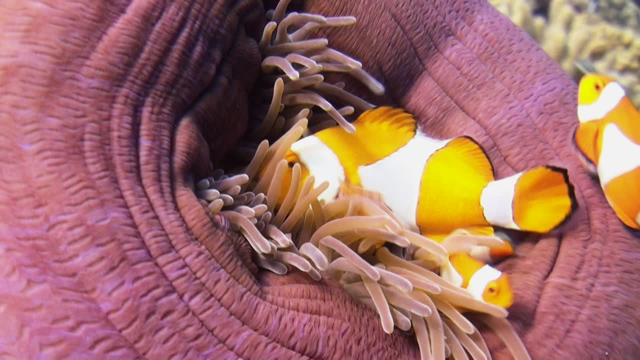 famiglia di pesce anemone falso pagliaccio in anemone di mare viola colorato con tentacoli rossastri, anemone quasi chiuso, pesce che scoppia intorno, primo piano