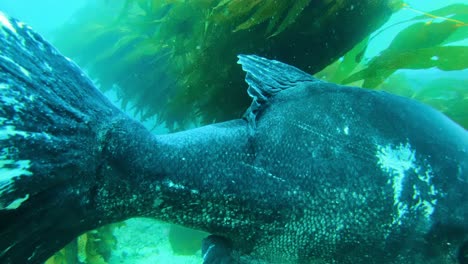 lubina negra gigante con una escala de dedos de buzo entre las algas gigantes en el océano puro