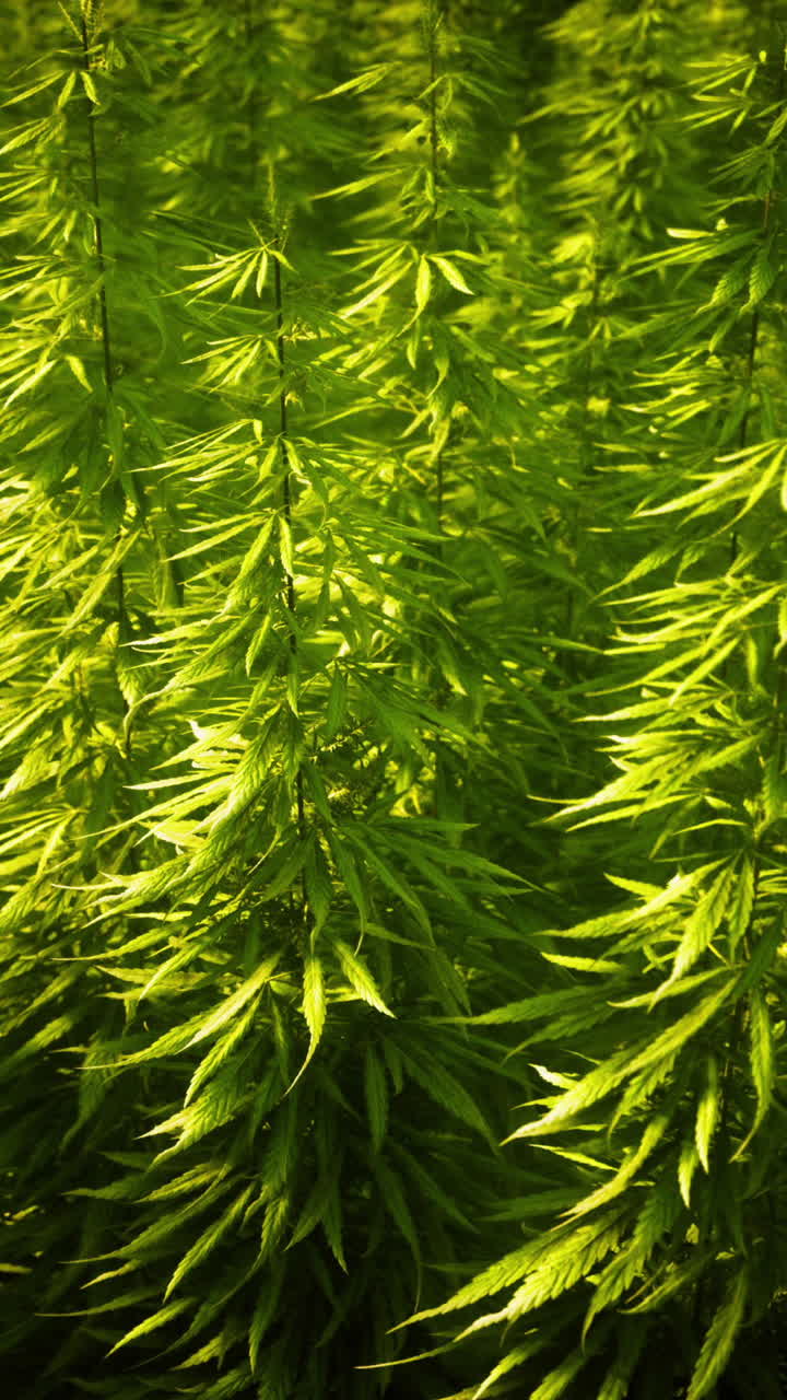 그린 메디얼 대마초