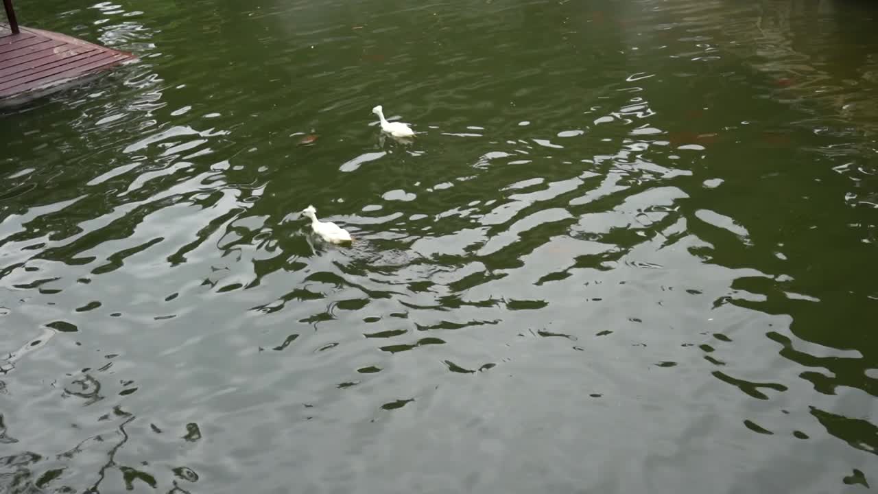 Slow motion of white ducks swimming on a pond at Yuyuan Garden creating serene motion. Shanghai, China