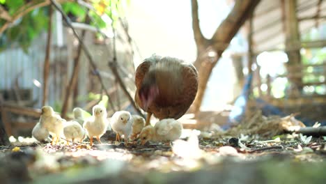 cría de pollos en condiciones naturales