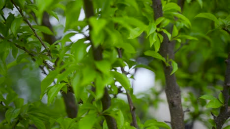 Moving through cherry tree branches in slow motion