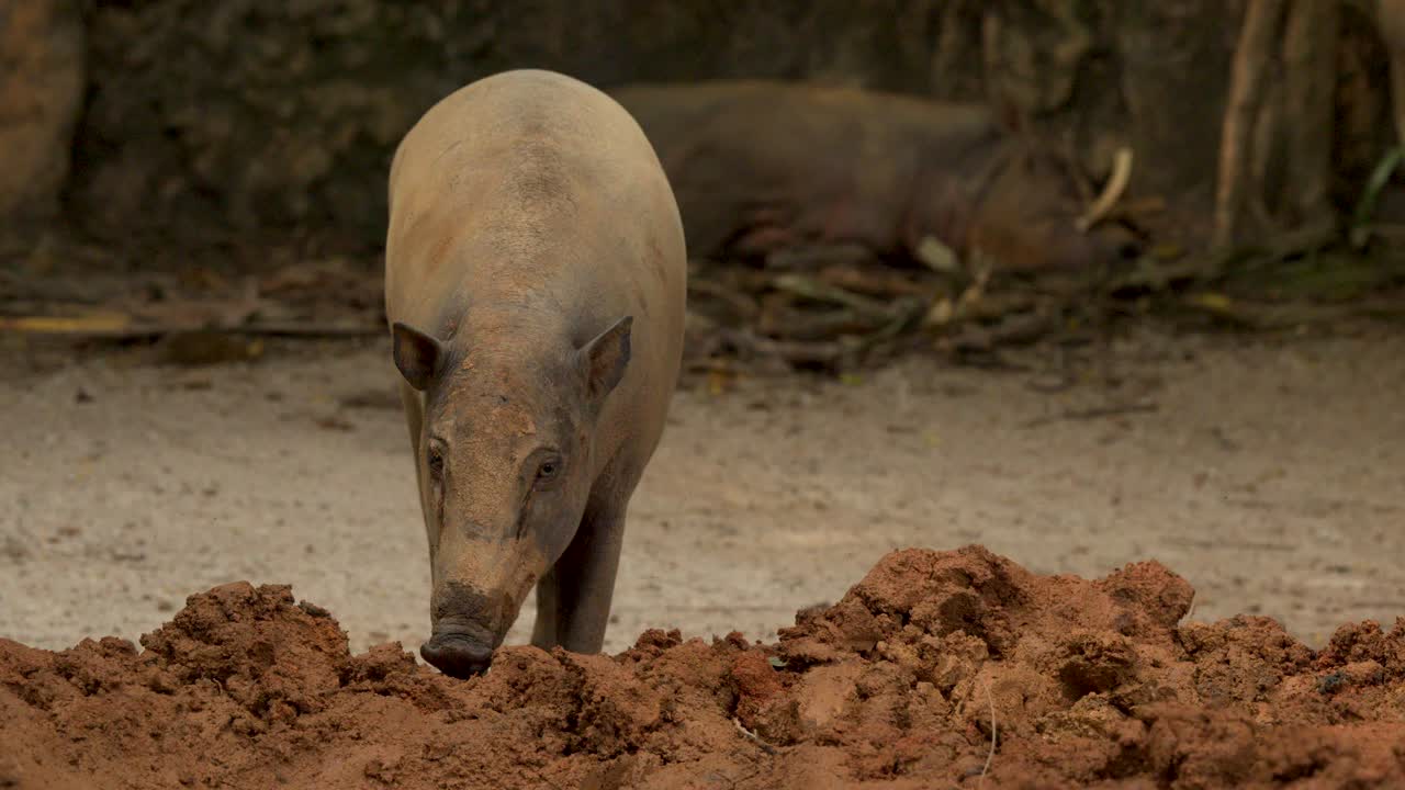 Un babirussa si trova in un recinto fangoso, annusando il terreno in condizioni di luce naturale.