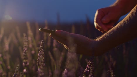 senior farmer man agronomist hands business owner touching digital tablet computer in lavender field