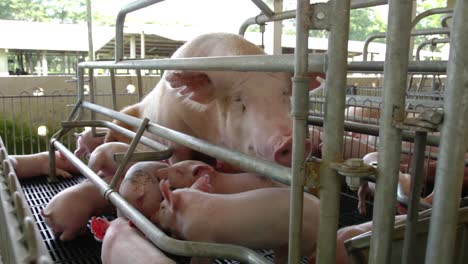 a pig and it's offspring on a livestock farm