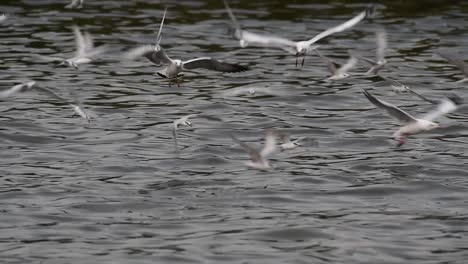 Terns-and-Gulls-Skimming-for-Food-are-migratory-seabirds-to-Thailand,-flying-around-in-circles,-taking-turns-to-skim-for-food-floating-on-the-sea-at-Bangpu-Recreational-Center-wharf