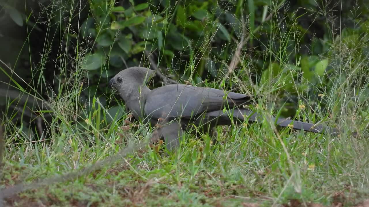Majestic grey bird on green Canadian forest floor