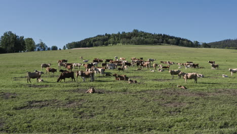 Truck-4k-shot-of-a-herd-of-cows-standing-and-grazing-on-a-grassy-plain-in-the-countryside-of-Dolní-Morava,-Czech-Republic-with-trees-in-the-background