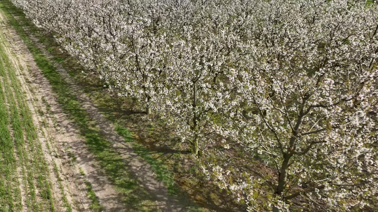 pianta di albero di ciliegio in stagione di fioritura vista aerea