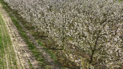 Kirschbaumpflanze-In-Der-Blütezeit,-Luftaufnahme