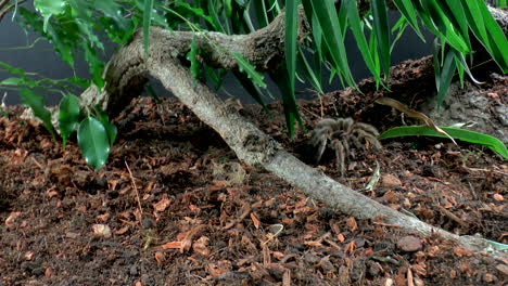 Vista-Frontal-De-Cerca-De-Tarántula-Andante