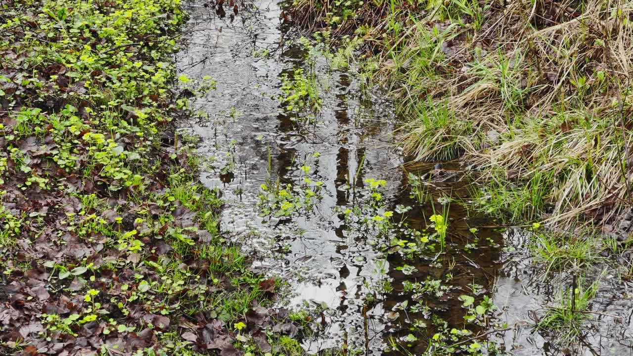 Movement footage as the first green grass makes the way through a puddle in the wood, trunks of trees reflected in a water, trees stand in water, In the wood the spring begins, bog
