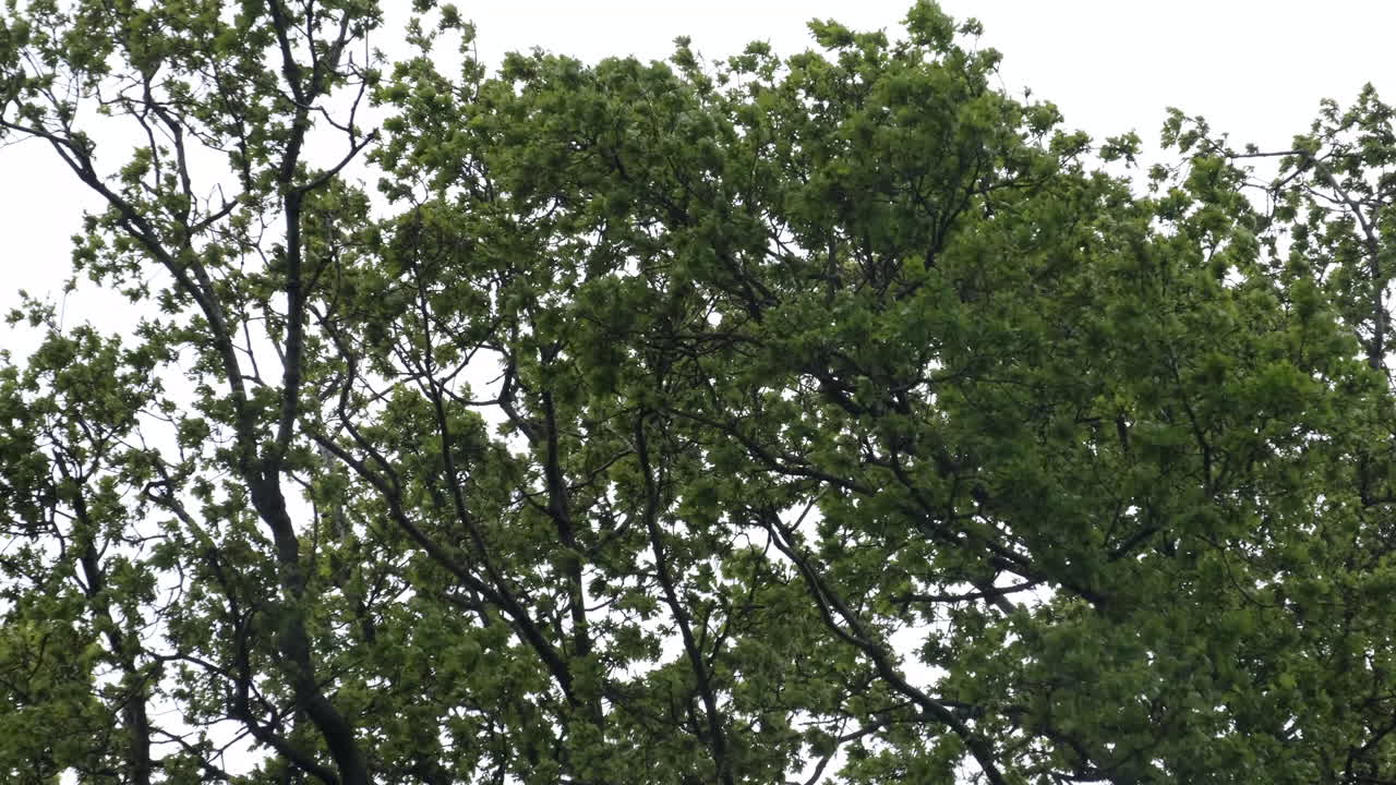 영국의 삼림 지대에 있는 나무 사이로 부는 계절에 맞지 않는 봄바람