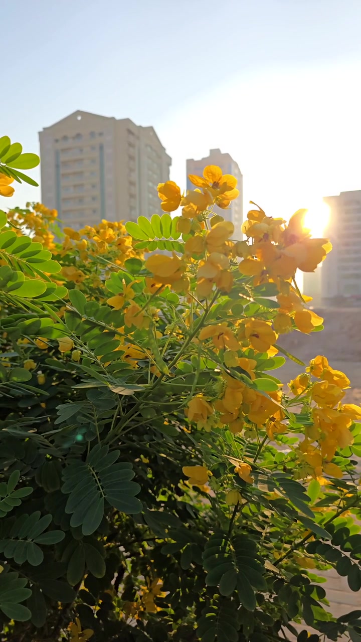 Um tranquilo nascer do sol de inverno atrás de flores amarelas e torres altas nos Emirados Árabes Unidos