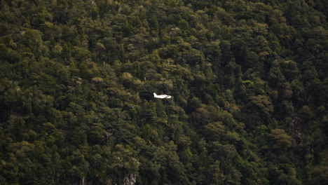 tracking shot of a plane flying through milford sound fiord, south west of new zealand south island