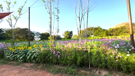 beautiful cosmos and sunflower field