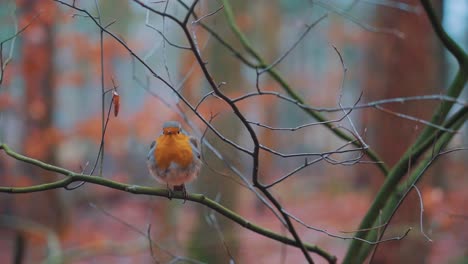 close shot of a robin with blurry autumnal background