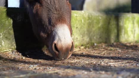 disparo estático del hocico del burro comiendo en el suelo desde la valla de behid