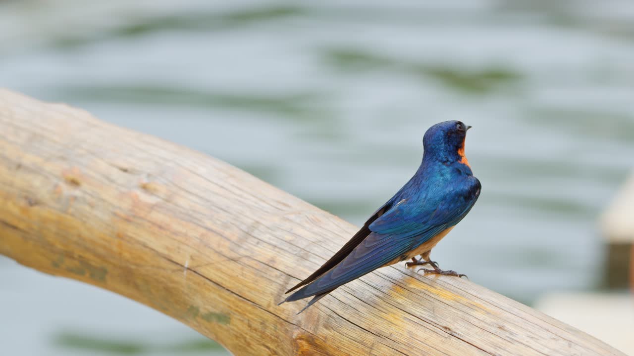 Ballerina africana Hirundo lucida appollaiata su un tronco di legno sull'acqua, che mostra piume blu lucide, gola arancione, comportamento di riposo di un uccello passeriforme africano, Parco nazionale delle cascate Murchinson, sponda del fiume Nilo