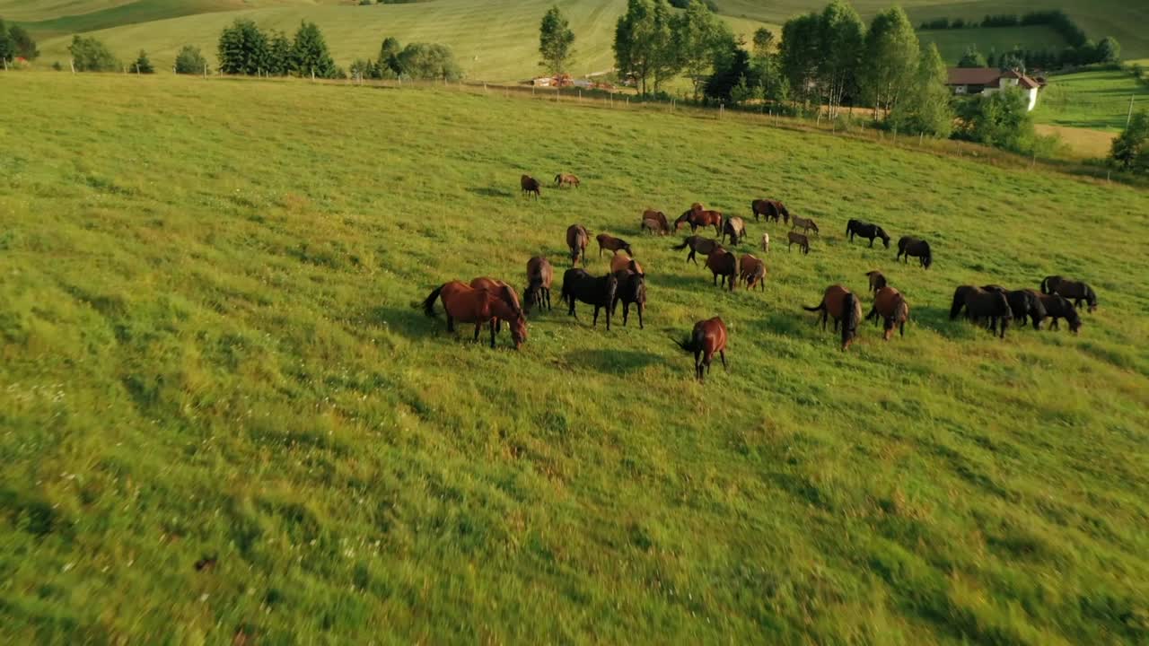 Ripresa aerea con drone di cavalli neri e marroni che pascolano liberamente vicino a una foresta e al villaggio di Sihla, Repubblica Slovacca.