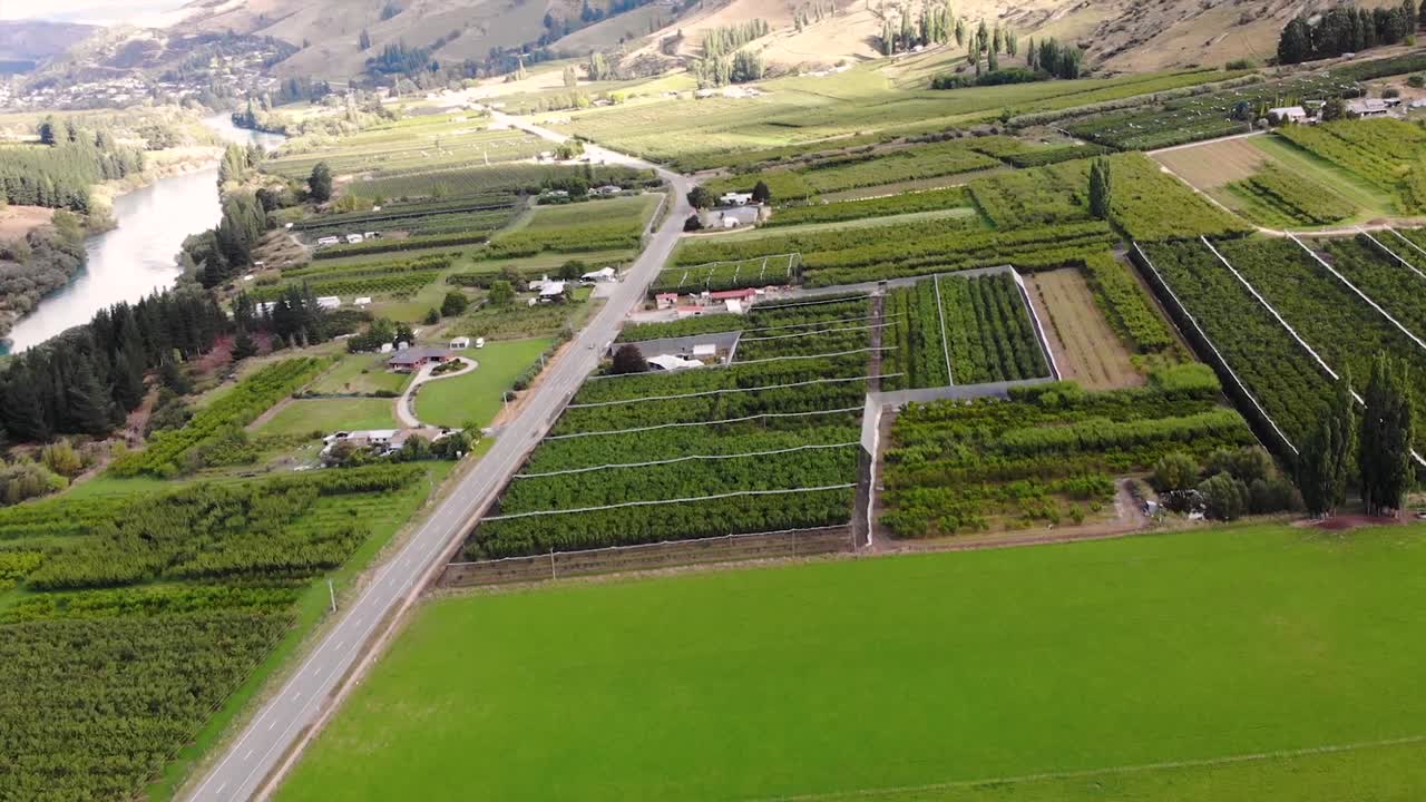 huertos de frutas de roxburgh después de la cosecha sin pájaros protegiendo las redes toma aérea inclinada hacia arriba revela el valle en el centro de otago, nueva zelanda